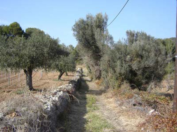 Casa_de_colonies_Can_Foix_La_regio_12